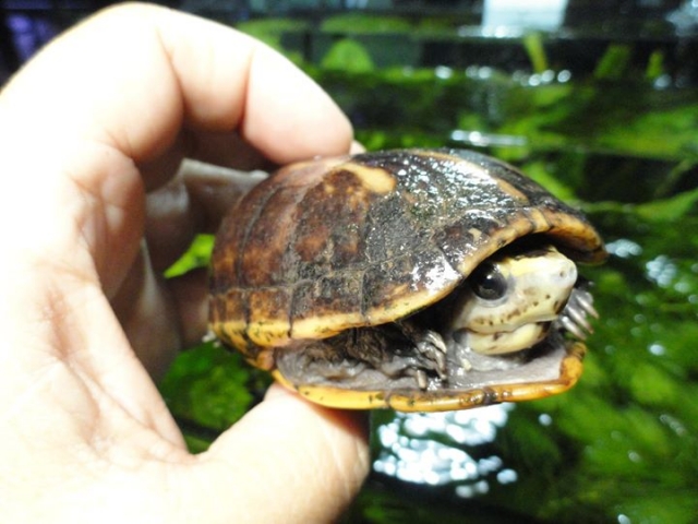 conservacion de tortugas